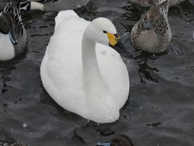 雪が舞い散る猪苗代湖の湖面に白鳥を訪ねてみました。