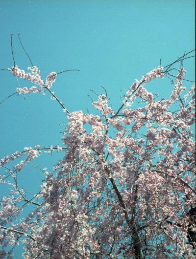２０１７年３月２４日の上野　桜は。。。。まだだね