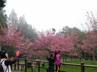 2017-03　阿里山・林鐵・達邦　嘉義逍遥19　阿里山の桜と阿里山香林神木
