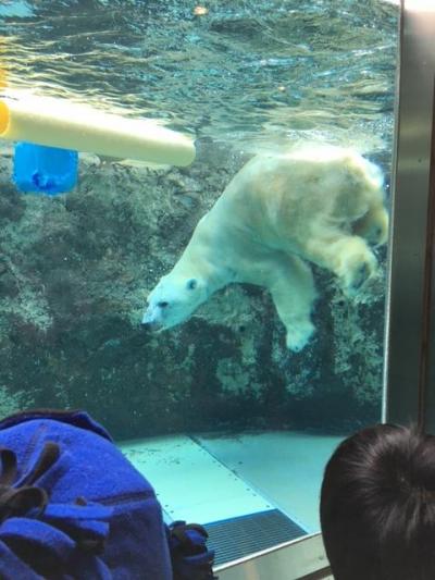 子連れで札幌・旭山動物園2017