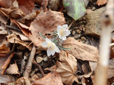 今年も日向山ハイキングを行う③山の花道(日向谷)で見られた変わったセツブンソウ