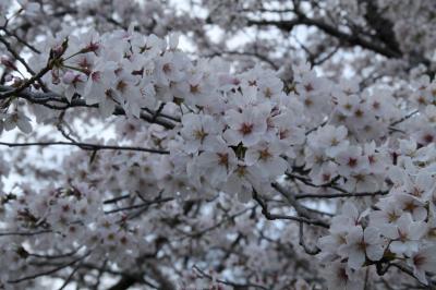 水源公園 -- 愛知・豊田の桜の名所（2016年の桜の記録）