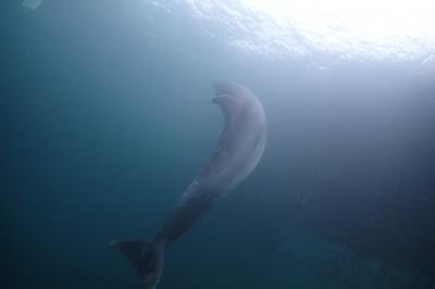 気温６度の極寒の中、イルカと泳いできました～。