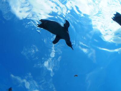 2016　夏の北海道　山も海も動物園も行く道央ドライブ旅行 4