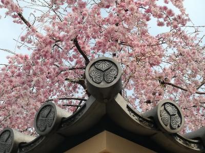 桜を求めて　上野散歩