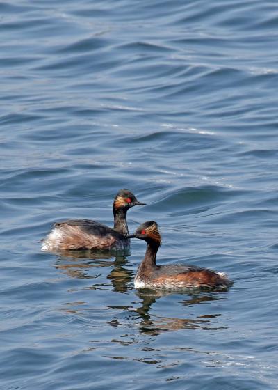 野鳥撮影記録（２０１７年３月）その９・海と川