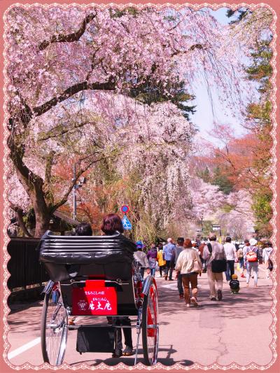 角館のさくら劇場・・・しだれ桜と、ソメイヨシノの並木道と、ライトアップも～～欲張りだわっ！（２０１６年の桜）