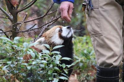 春の冷たい雨降る埼玉こども動物自然公園（前編）不定期レッサーパンダのおはなしイベントの絶品おねだりハナビちゃん＆フォトジェニックだったヤブイヌ・カップルと夜行性動物のスローロリスやモモンガほか