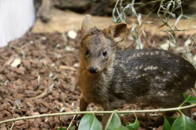 春の冷たい雨降る埼玉こども動物自然公園（後編）Hello！プーズーの赤ちゃん＆コアラのドリーちゃんに赤ちゃんが！～２時間近く起きていたコアラたち＆温泉満喫のカピバラほか