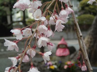 20170329今日の鎌倉散歩道・桜を探してあちこちと