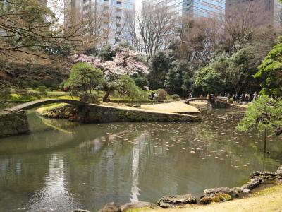 東京文京区小石川のさくら・・江戸の二大庭園で特別史跡及び特別名勝の、小石川後楽園をめぐります。