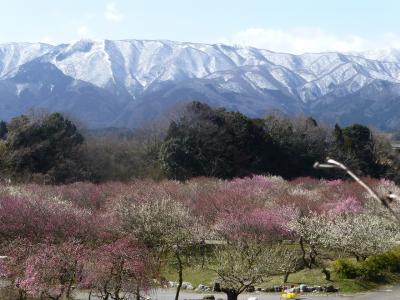 いなべ市梅林公園と多度大社