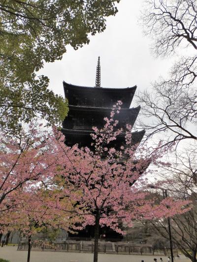 桜京都を歩くつもりが、今年は遅い・・・残念　梅と河津桜少々の旅。