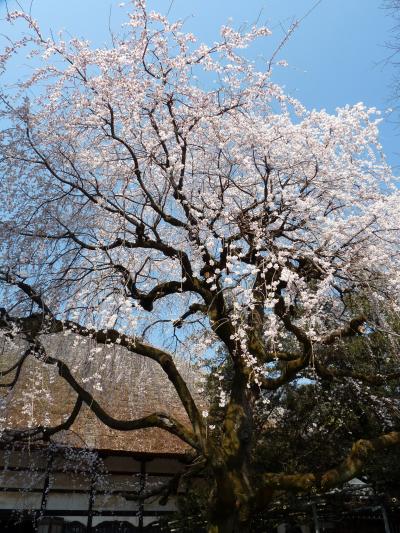 茂林寺のシダレザクラ_2017（2）_７～８分咲き、見頃になりました。（群馬県・館林市）