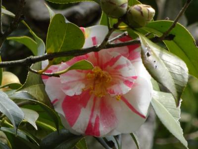 奈良・白毫寺、五色椿は過ぎていました、そこから新薬師寺へ