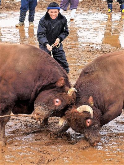 「 山古志闘牛 」 ＆ 「 弥彦・松代 」 温泉の旅 < 新潟県長岡市・西蒲原郡・十日町市 >