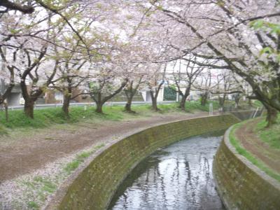 大和市引地川の桜並木