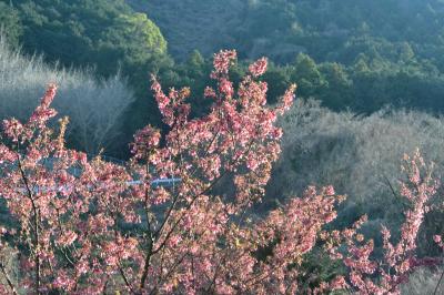 【諏訪の原公園・小田原フラワーガーデン・おかめ桜の里】桜とか梅とか、いろんな花を見に行ったよ。