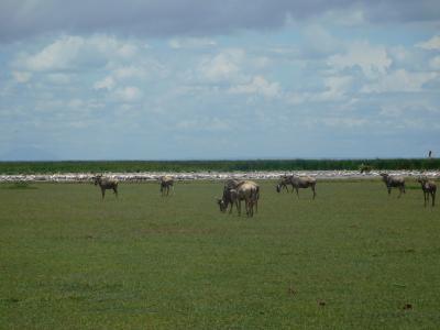 タンザニア２０１７旅行記　【２】マニャラ湖国立公園１