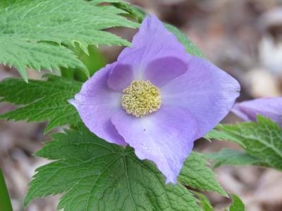 多聞院を春の山野草を求めて久しぶりに訪問する