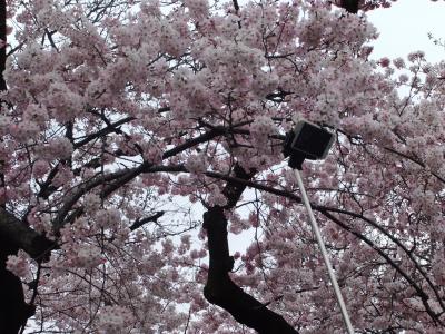 咲き始めた上野公園のさくら