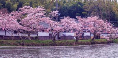 丹波篠山　桜まつり　池に　桜の　花びらが～　日本　花のじゅうたん　♪　♪