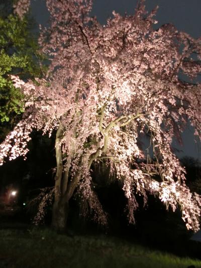 上野で夜桜見物(2017年3月)