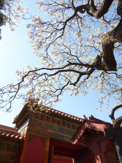 春の北京をお散歩◇天安門広場、故宮博物院から景山公園、南鑼鼓港へ