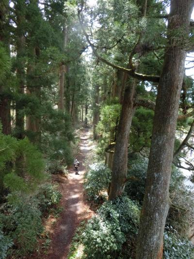 箱根へ！　箱根古道を歩きます。　その５　旧街道杉並木から箱根恩賜公園へ。