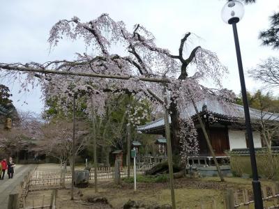 東漸寺の枝垂れ桜　２０１７