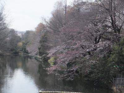２０１７年の桜観賞・・・・・②武蔵関公園