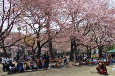 ソメイヨシノ咲く林試の森公園2017年4月