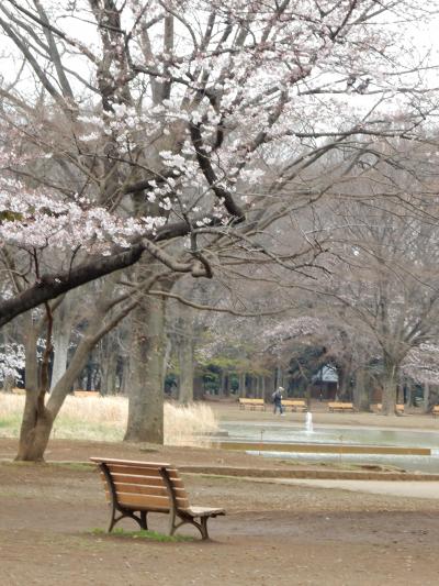 桜散歩2017～代々木公園～