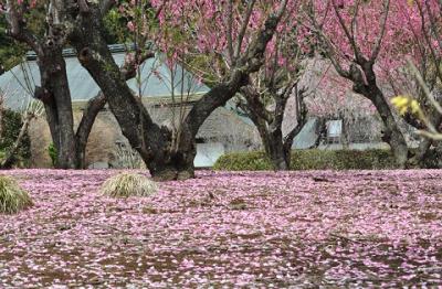 桃の花の里