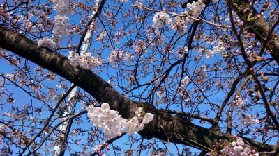 名古屋  山崎川の桜