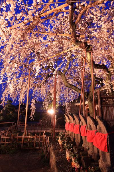 愛知　早咲きの桜めぐり～源空院、穴観音公園、長誓寺など
