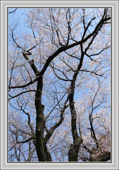 咲き始めの桜見ながらウォーキング♪　平和公園１万歩コース