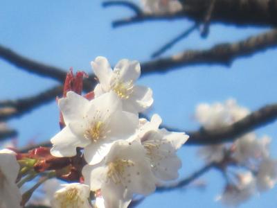 満開になったソメイヨシノ　飛鳥山公園でお花見です (^^)v