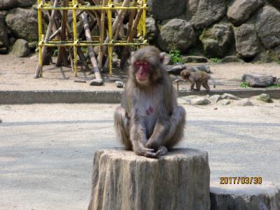 高崎山のおさる・水族館うみたまご