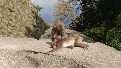 春休みフェリーさんふらわあで行く別府旅行後編☆高崎山自然動物園☆うみたまご