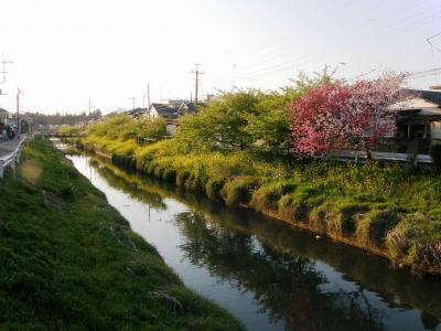 ウォーキングでさくら花と春の花を楽しむ