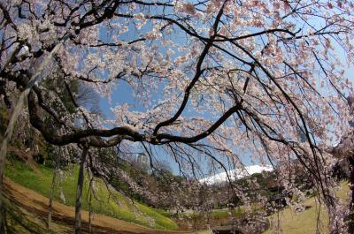 しだれ桜満開の小石川後楽園へ