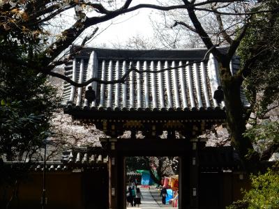 桜散歩2017～雑司ヶ谷・法明寺～