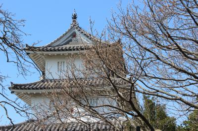 明石公園の桜