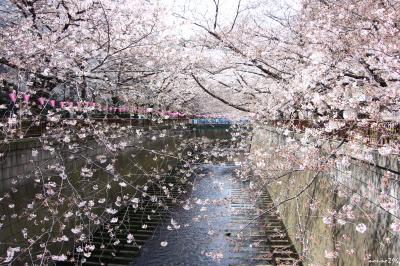 目黒川のお花見：中目黒～池尻大橋