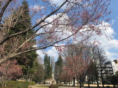 仙台ライフ 2017年4月