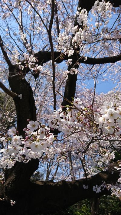 上野公園たびたび～チラッとお花見&amp;御朱印編～