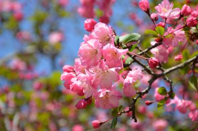 鎌倉で春を楽しむ、開花状況（2017年4月4日現在）
