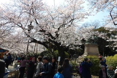 上野公園の小松乙女桜の原木と子木？孫木？