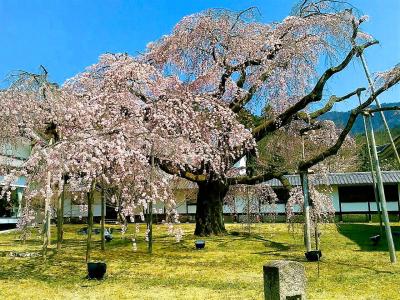 春の桜を楽しみに京都 醍醐寺へ
